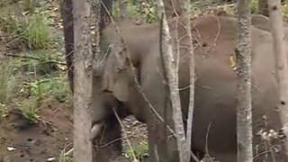 അരിക്കൊമ്പൻ