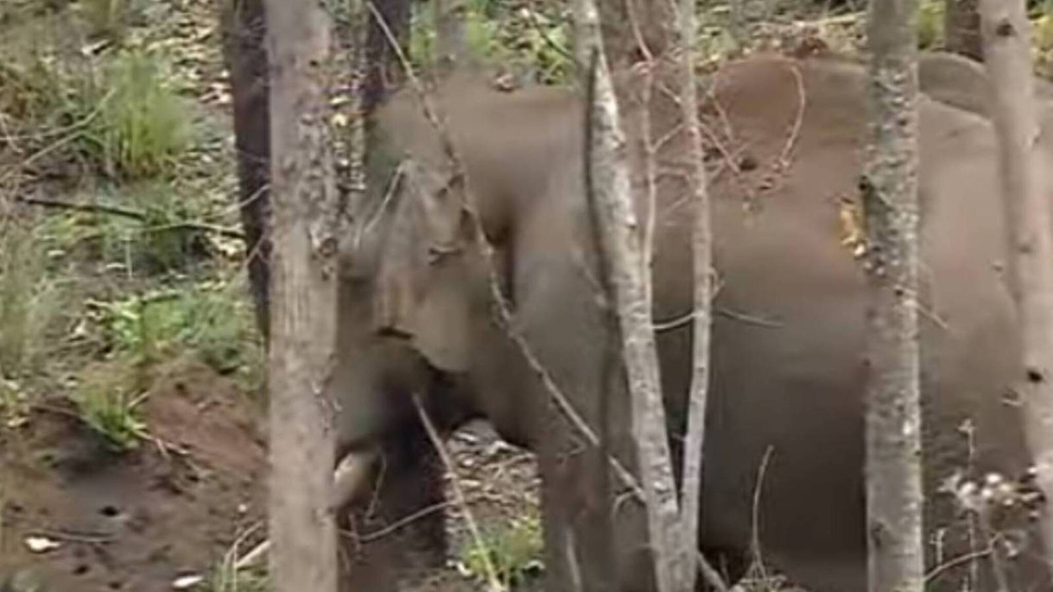 Explained | അരിക്കൊമ്പനെ മുല്ലക്കുടി വനത്തിൽ തുറന്നുവിട്ടത് എന്തുകൊണ്ട്?