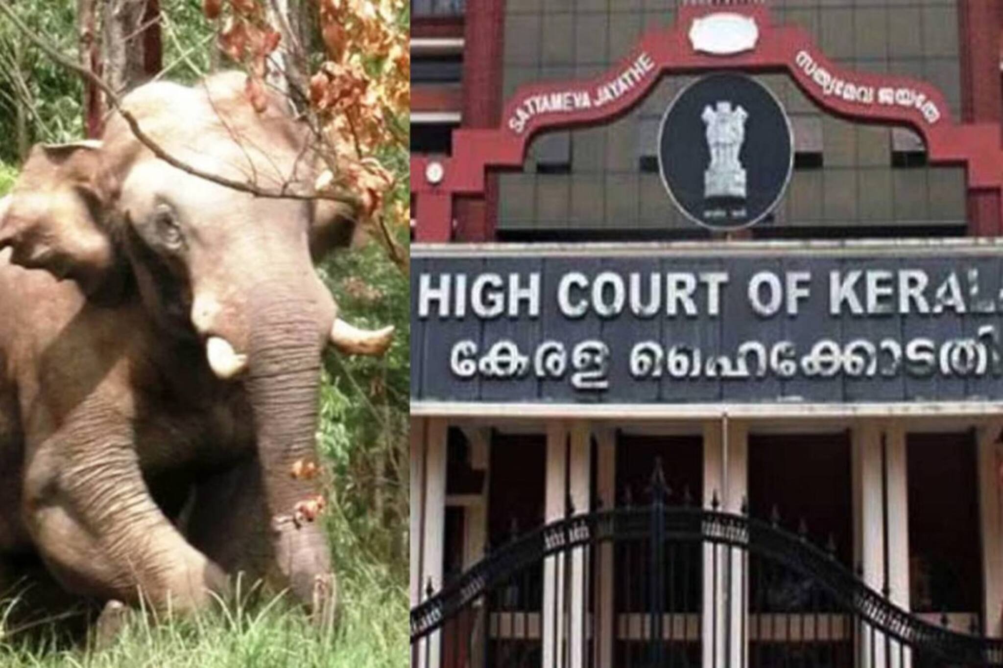 അരിക്കൊമ്പന് ഒരു കണ്ണിൽ കാഴ്ചക്കുറവ്; തുമ്പിക്കയ്യിൽ മുറിവ്; വനംവകുപ്പിന്‍റെ റിപ്പോർട്ട്