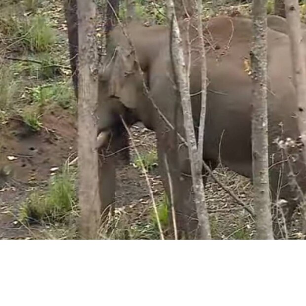 Mission Arikkomban, Wild elephant arikkomban, Chinnakkanal, idukki arikkomban, Chinnakkanal Arikkomban, Idukki wild elephant arikkomban, arun sakharia, മിഷൻ അരിക്കൊമ്പൻ, അരിക്കൊമ്പൻ, കാട്ടാന അരിക്കൊമ്പൻ, അരിക്കൊമ്പനെ പിടികൂടും, ചിന്നക്കനാൽ അരിക്കൊമ്പൻ, അരിക്കൊമ്പൻ ദൗത്യം