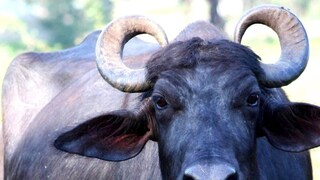 പ്രതീകാത്മക ചിത്രം