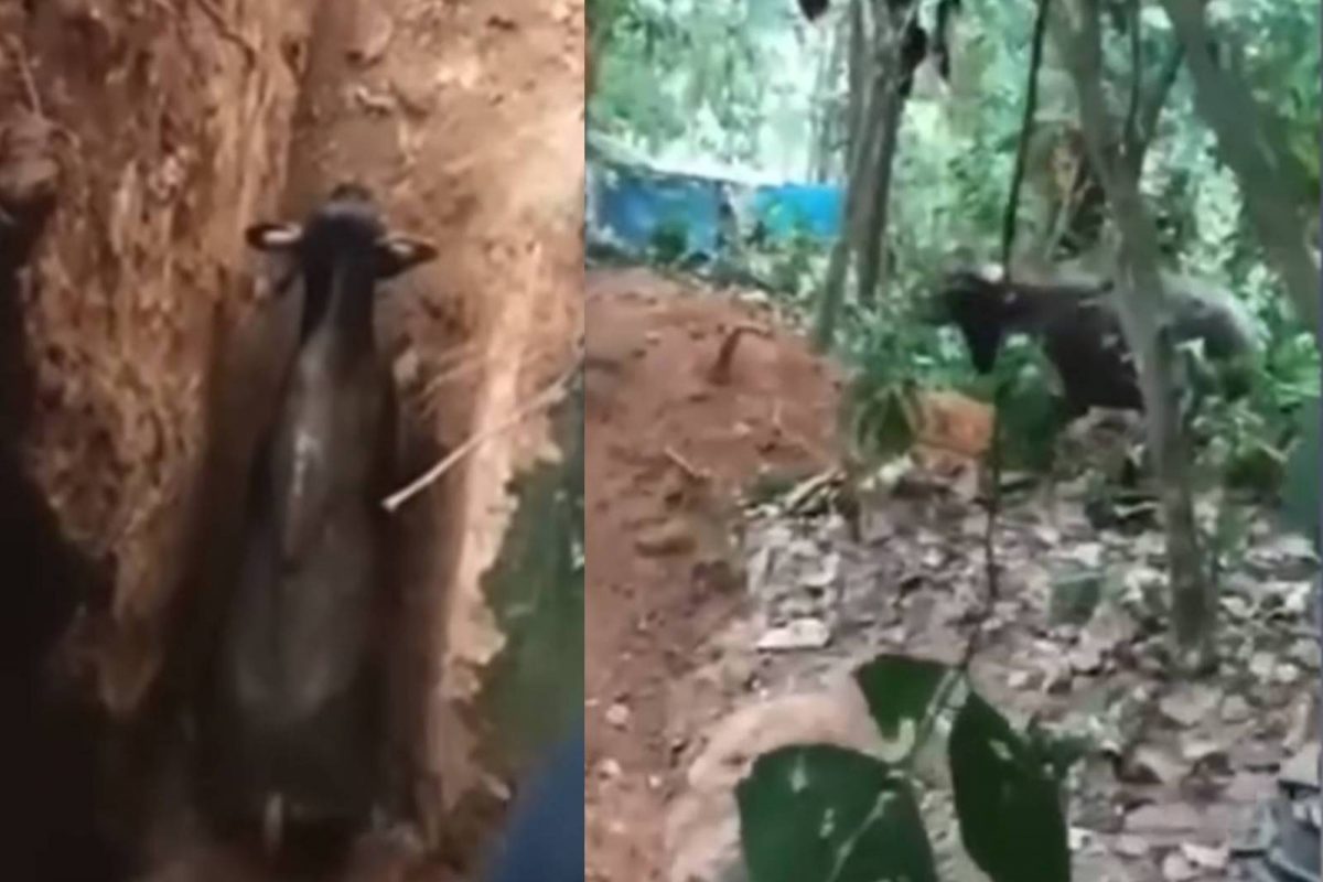 നാട്ടിലിറങ്ങിയ കാട്ടുപോത്തിനെ തിരഞ്ഞ് വനം വകുപ്പ്; വഴിതെറ്റിക്കാൻ 'നാടൻ പോത്തുകൾ'