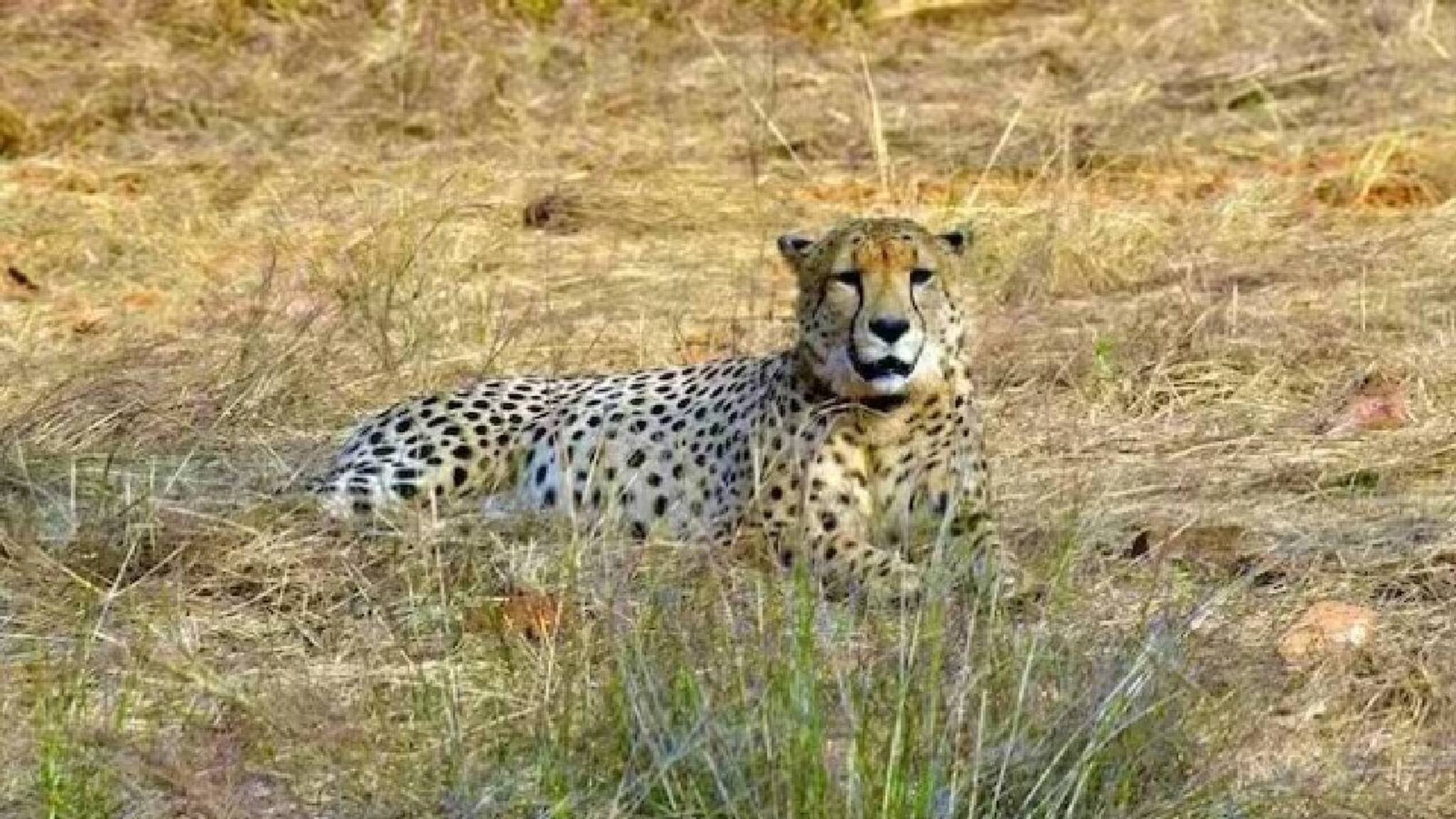 നമീബിയയിൽ നിന്ന് ഇന്ത്യയിലെത്തിച്ച പെൺ ചീറ്റ ചത്തതെങ്ങനെ? ഇന്ത്യയിലെത്തും മുൻപേ രോ​ഗബാധിതയെന്ന് അധികൃതർ