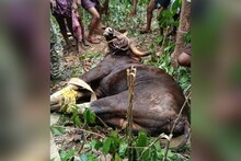 കാഞ്ഞിരപ്പള്ളിയ്ക്കടുത്ത്  ജനവാസമേഖലയിൽ എത്തിയ കാട്ടുപോത്തിന് മയക്കുവെടിയേറ്റു; വനപാലകരുടെ കരുതൽ തടങ്കലിൽ