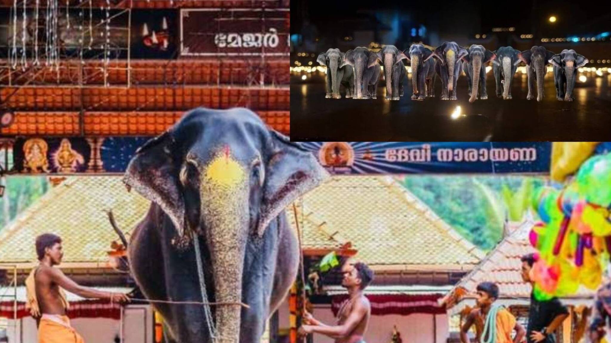 പിടിയാനച്ചന്തത്തിൽ ഒരു പൂരം; ചരിത്രമാകാൻ കൊടുങ്ങൂർ ദേവീ ക്ഷേത്രത്തിൽ നിരക്കുന്നത് ഒൻപത് ഗജറാണിമാർ