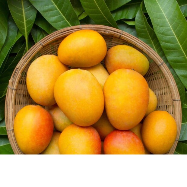 Alphonso mangoes, Alphonso mangoes On EMI, EMI On Mangoes, അൽഫോൻസോ മാങ്ങ
