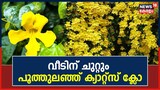 വീടിന് ചുറ്റും മഞ്ഞ വർണ്ണ വസന്തമൊരുക്കി ക്യാറ്റ്സ് ക്ലോ; തൊടുപുഴയിലെ മനോഹര ദൃശ്യം