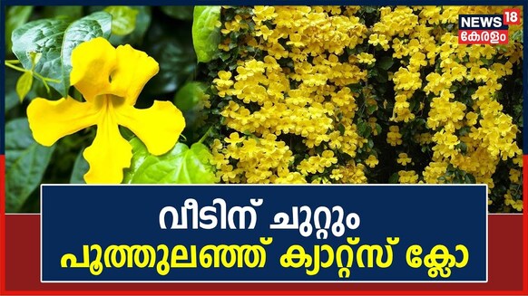 വീടിന് ചുറ്റും മഞ്ഞ വർണ്ണ വസന്തമൊരുക്കി ക്യാറ്റ്സ് ക്ലോ; തൊടുപുഴയിലെ മനോഹര ദൃശ്യം