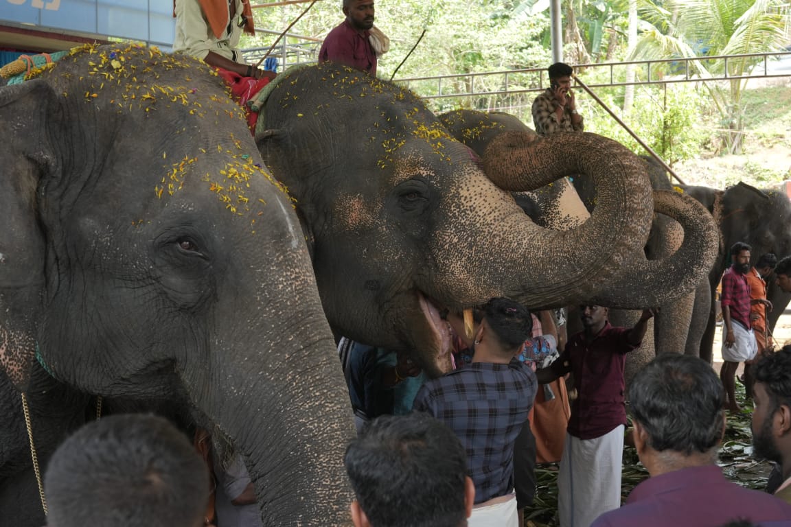  പൂരങ്ങളുടെയും വേലകളുടെയും ഒക്കെ നാടായ കേരളത്തിൽ ഇന്നലെ വളരെ വ്യത്യസ്തമായ ഒരു പൂരം നടന്നു.പിടിയാനകൾ മാത്രം പങ്കെടുത്ത പെൺപൂരം. കോട്ടയം കൊടുങ്ങൂർ മേജർ ഭഗവതി ക്ഷേത്രത്തിലെ ഉത്സവത്തോടനുബന്ധിച്ചാണ് ഗജ റാണിമാരുടെ പൂരക്കാഴ്ച നടന്നത്.