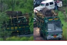 അരിക്കൊമ്പനെയും പിടി7-നെയും പിടികൂടാൻ സർക്കാരിന് ചെലവായത് 33 ലക്ഷം രൂപ