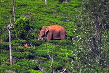 അരിക്കൊമ്പനെ കേരളത്തിന് കൈമാറണമെന്ന ഹര്‍ജി തമിഴ്നാട് ഹൈക്കോടതി തള്ളി