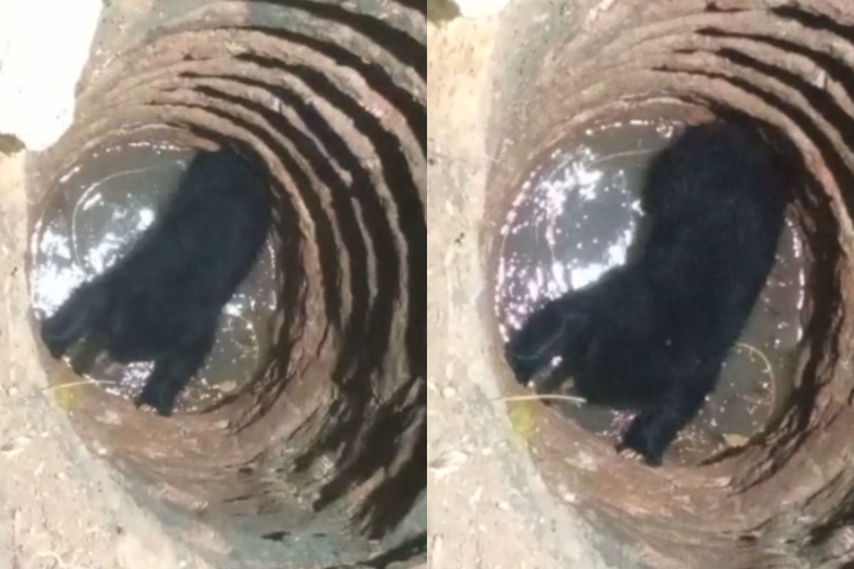 വനം വകുപ്പ് ഉദ്യോഗസ്ഥർ സ്ഥലത്തെത്തി രക്ഷാപ്രവർത്തനം ആരംഭിച്ചു