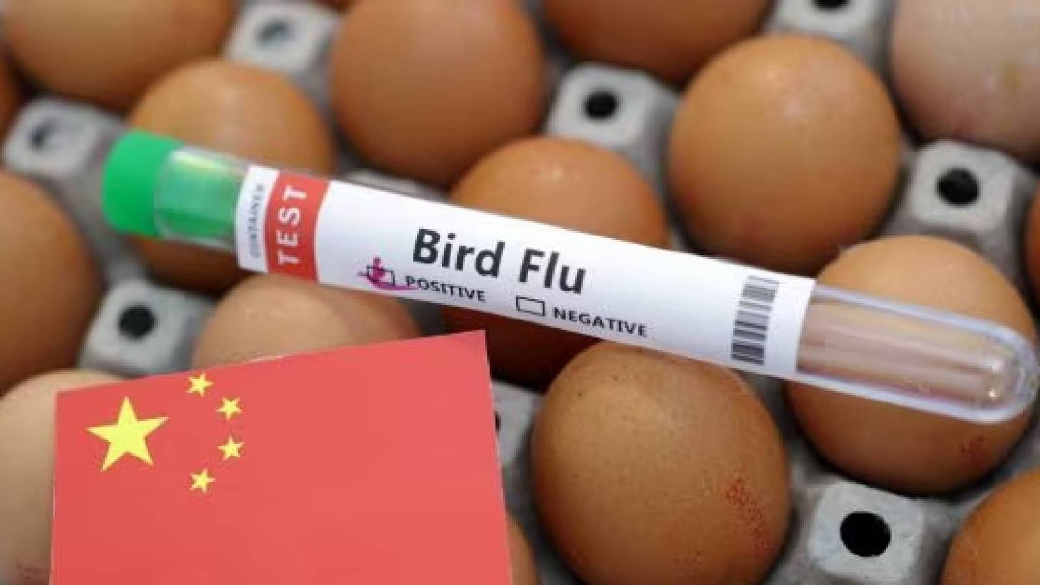 H3N8 പക്ഷിപ്പനി ബാധിച്ച് ലോകത്തിലെ ആദ്യ മനുഷ്യ മരണം; സ്ഥിരീകരണവുമായി ലോകാരോഗ്യ സംഘടന