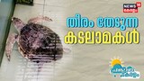 ആവാസ വ്യവസ്ഥ തകർന്നു ; കോഴിക്കോട് തീരത്തോട് വിട പറഞ്ഞ് കടലാമകൾ