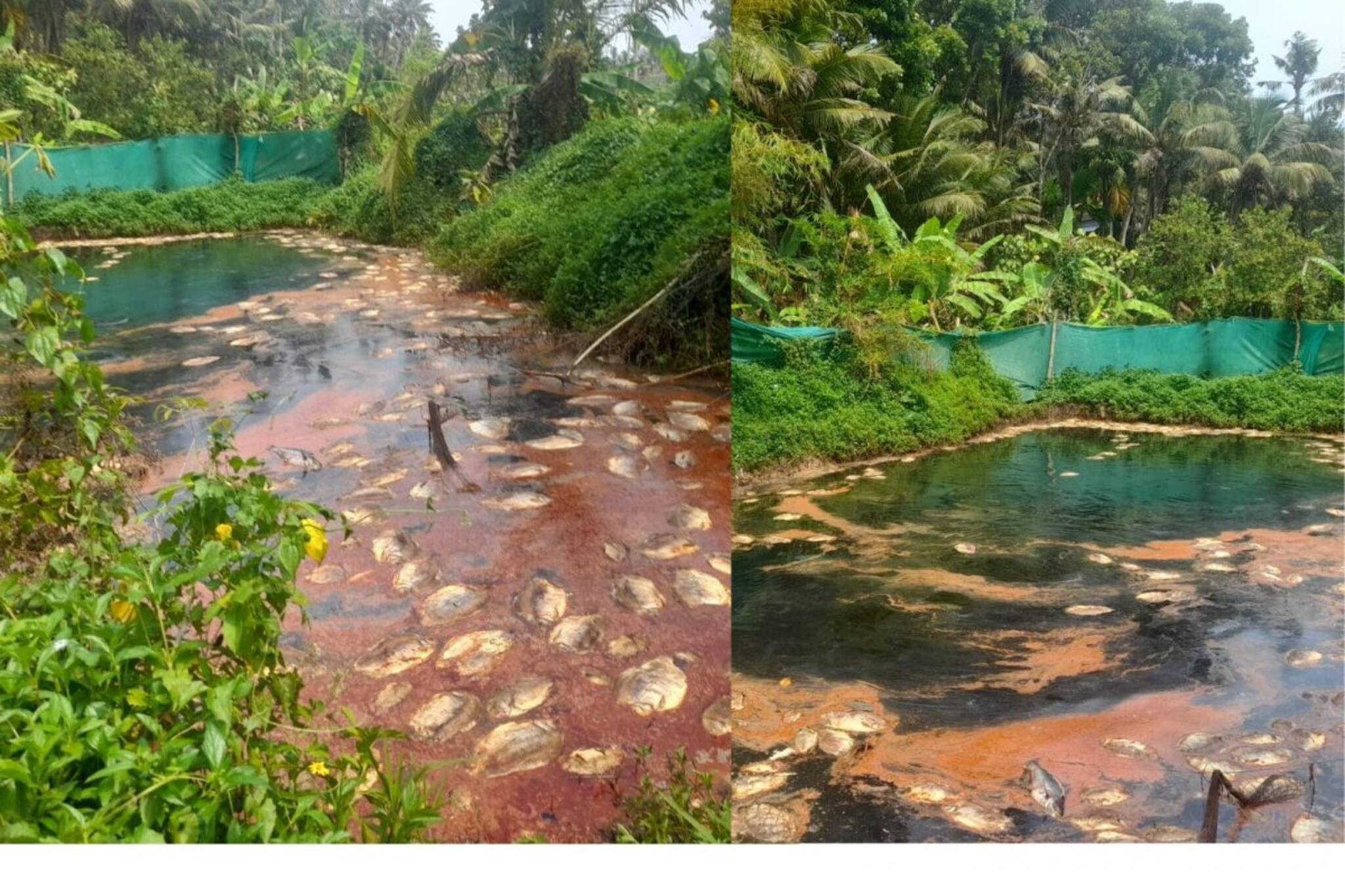 സാമൂഹ്യവിരുദ്ധര്‍ വിഷം കലക്കി; വിളവെടുക്കാറായ നൂറോളം മത്സ്യങ്ങൾ ചത്തുപൊങ്ങി