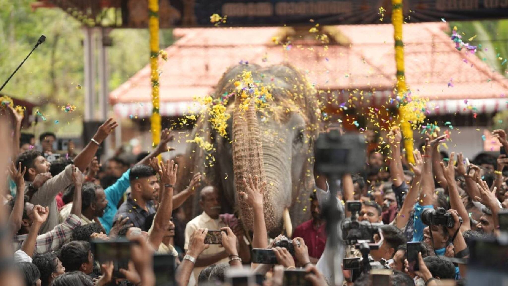 ചരിത്രമെഴുതി കൊടുങ്ങൂർ; പിടിയാനകളുടെ 'പെണ്‍പൂരം'