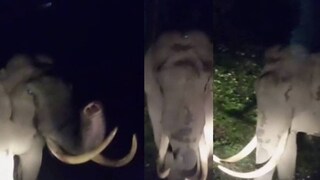 പടയപ്പ പടയപ്പ