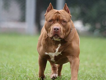 പിറ്റ് ബുൾ