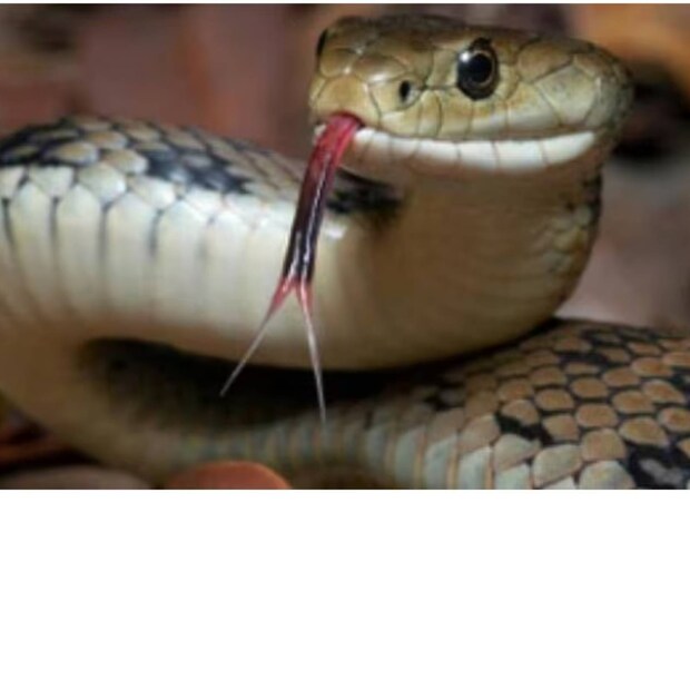 snake