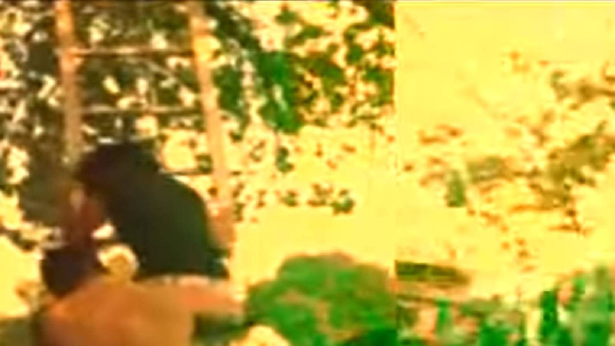 ആലുവയിൽ ആൽമരത്തിൽ കയറി ജീവനൊടുക്കുമെന്ന് ഭീഷണിയുമായി ട്രാൻസ്‌ജെൻഡർ യുവതി