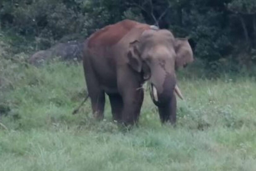 Arikomban, meghamalai Arikomban, meghamalai , മേഘമല, wild elephant arikkomban, Chinnakkanal arikkomban, Tamilnadu forest department, Kerala Forest department, Arikkomban idukki,അരിക്കൊമ്പൻ, ഇടുക്കി കാട്ടാന അരിക്കൊമ്പന്‍, അരിക്കൊമ്പൻ വനംവകുപ്പ്, കേരള വനംവകുപ്പ്, തമിഴ്നാട് വനംവകുപ്പ്, അരിക്കൊമ്പൻ ചിന്നക്കനാല്‍, Arikkomban