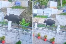 കണമലയിൽ രണ്ടുപേരേ കൊന്ന കാട്ടുപോത്ത്  ആക്രമിച്ചത് വെടിയേറ്റ പ്രകോപനത്തിലെന്ന് വനം വകുപ്പ്