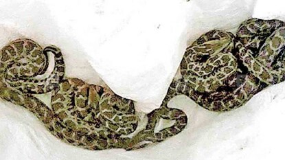 അൽഫോൺസ് പുത്രന്റെ വീട്ടിൽ നിന്നും പിടികൂടിയ പാമ്പുകൾ അൽഫോൺസ് പുത്രന്റെ വീട്ടിൽ നിന്നും പിടികൂടിയ പാമ്പുകൾ