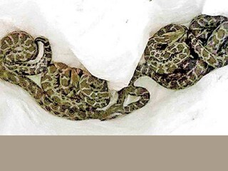 അൽഫോൺസ് പുത്രന്റെ വീട്ടിൽ നിന്നും പിടികൂടിയ പാമ്പുകൾ