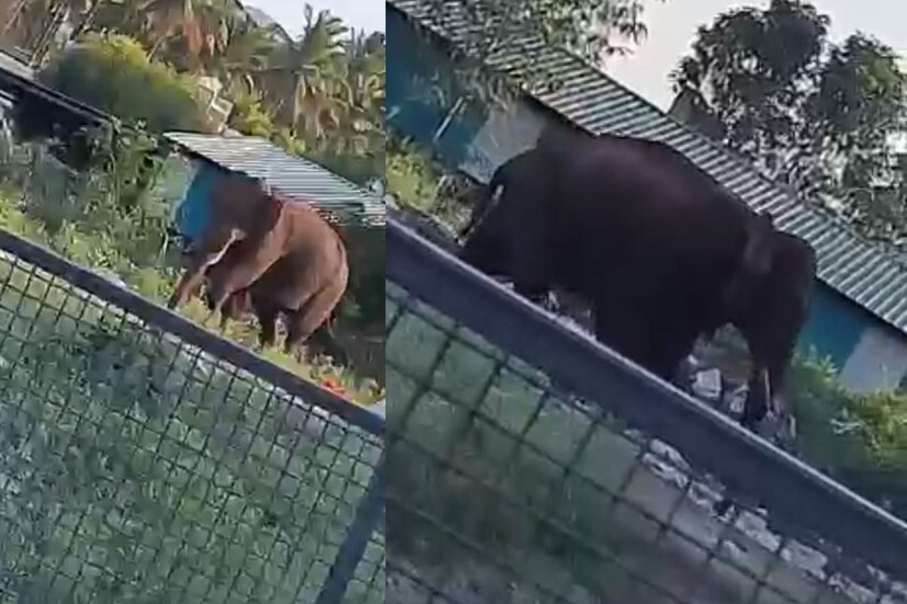  അതേസമയം. മിഷൻ അരിക്കൊമ്പൻ തുടരുമെന്ന് തമിഴ്നാട് സഹകരണ മന്ത്രി ഐ പെരിയസ്വാമി അറിയിച്ചു. അരിക്കൊമ്പൻ ആക്രമണകാരിയല്ല. സാധുവായ കാട്ടാനയാണ്. അതിനെ ഉപദ്രവിച്ചാലേ തിരിച്ച് ഉപദ്രവിക്കൂ. ആനയെ പിടികൂടി ഉൾക്കാട്ടിൽ തുറന്ന് വിടുമെന്നും 300 പേരടങ്ങുന്ന സംഘം അരിക്കൊമ്പനെ നിരീക്ഷിച്ച് വരുന്നതായും മന്ത്രി ഇടുക്കി കുമളിയിൽ പറഞ്ഞു.