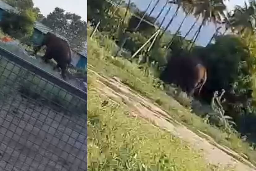  വ്യാഴാഴ്ച രാത്രിയാണ് അരിക്കൊമ്പൻ പെരിയാർ വന്യജീവി സങ്കേതത്തോട് ചേർന്നുള്ള റോസാപ്പൂക്കണ്ടം, ഗാന്ധിനഗർ കോളനി ഭാഗങ്ങളിൽ എത്തിയത്. വനപാലകരുടെ സംഘം ശബ്ദമുണ്ടാക്കി ഗാന്ധിനഗർ കോളനിയിൽ നിന്ന് ഓടിച്ചപ്പോൾ ആന റോസാപ്പൂക്കണ്ടം ഭാഗത്തേക്കു മാറി. ഇവിടെ നിന്നു തുരത്താൻ ശ്രമിച്ചപ്പോൾ വനംവകുപ്പ് ഡപ്യൂട്ടി ഡയറക്ടർ ഉൾപ്പെടെയുള്ള വനപാലക സംഘത്തിന് നേരെ ചിന്നം വിളിച്ചെത്തി. ഓടി മാറിയ വനപാലകർ പല തവണ ആകാശത്തേക്കു വെടിയുതിർത്തെങ്കിലും തിരിച്ചുപോകാൻ അരിക്കൊമ്പൻ കൂട്ടാക്കിയില്ല. പിന്നീടും പല റൗണ്ട് നിറയൊഴിച്ചും ബഹളംവച്ചുമാണ് ആനയെ കാടുകയറ്റിയത്.