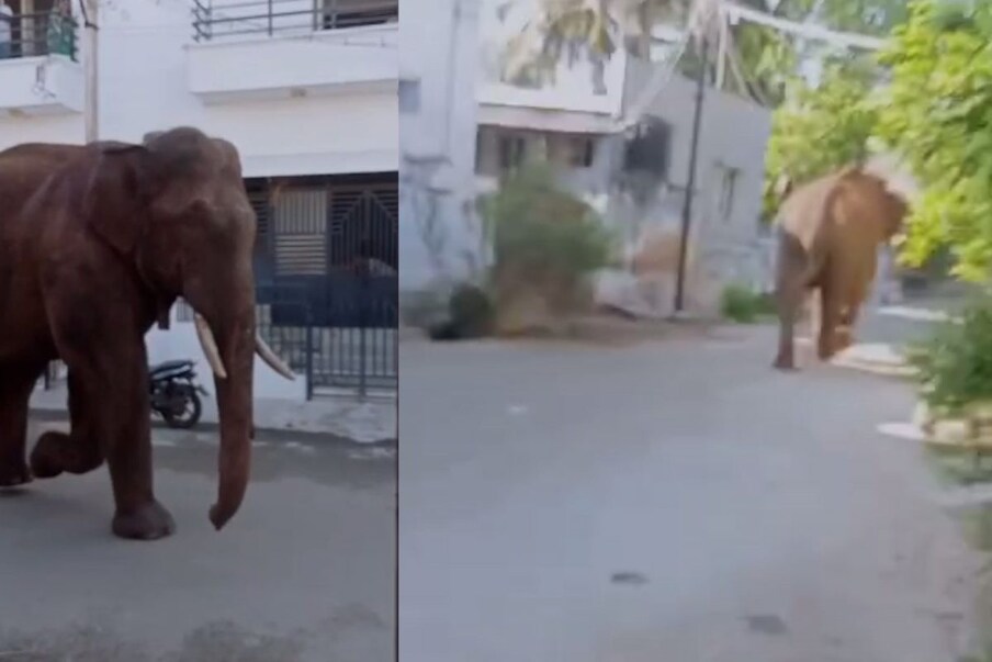  ചിന്നക്കനാലിൽ നിന്നാണ് ഏപ്രിൽ 29ന് മയക്കുവെടിവച്ച് പെരിയാർ വന്യജീവി സങ്കേതത്തിലെ മേതകാനത്തിന് സമീപം ആനയെ കൊണ്ടുവിട്ടത്. രണ്ടാഴ്ച മുമ്പ് മേതകാനത്തുനിന്ന് തമിഴ്നാട്ടിലെ മേഘമലയിൽ എത്തിയ ആന അവിടെ നിന്ന് തിരിച്ച് മേതകാനത്തു വന്നതും സഞ്ചരിച്ച വഴിയിലൂടെത്തന്നെയായിരുന്നു.