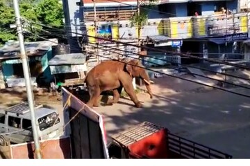 Arikomban| അരിക്കൊമ്പന്‍ തമിഴ്നാട്ടിലെ കമ്പം ടൗണില്‍; ഓടിക്കാൻ ശ്രമിക്കുന്നതിനിടെ 3 പേര്‍ക്ക് പരിക്ക്