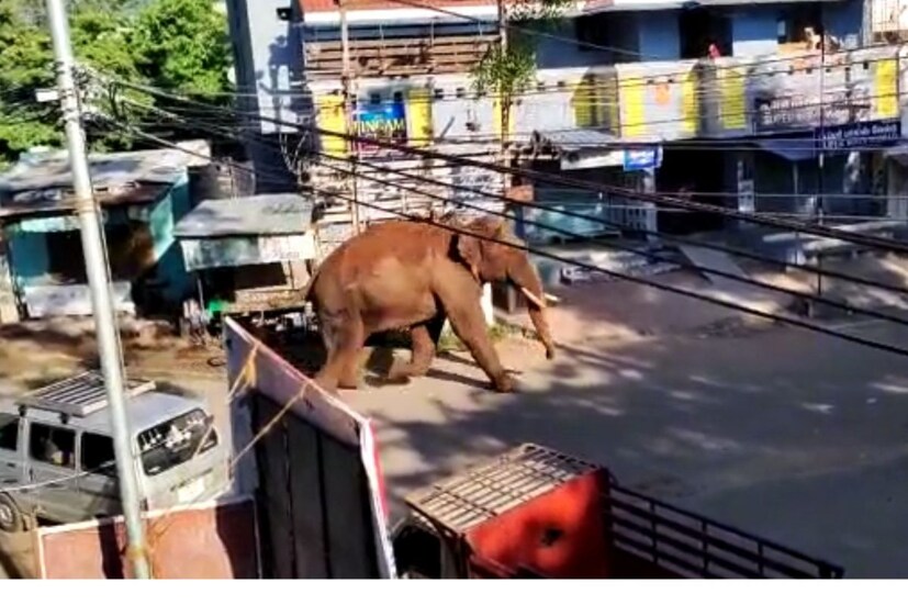 Arikomban, cumbum, കമ്പം ടൗൺ, അരിക്കൊമ്പൻ, Arikkomban attack, ration shop attack, meghamala, tamil nadu ration shop, അരിക്കൊമ്പൻ ആക്രമണം, wild elephant arikomban, arikkomban kerala high court, അരിക്കൊമ്പൻ, കാട്ടാന അരിക്കൊമ്പൻ, ഇടുക്കി അരിക്കൊമ്പൻ, ഹൈക്കോടതി അരിക്കൊമ്പൻ, Idukki wild elephant arikkomban, Arikkomban attack at chinnakkanal, ചിന്നക്കനാല്‍, ചിന്നക്കനാലിൽ‌ ആക്രമണം, റേഷൻ കട ആക്രമിച്ചു