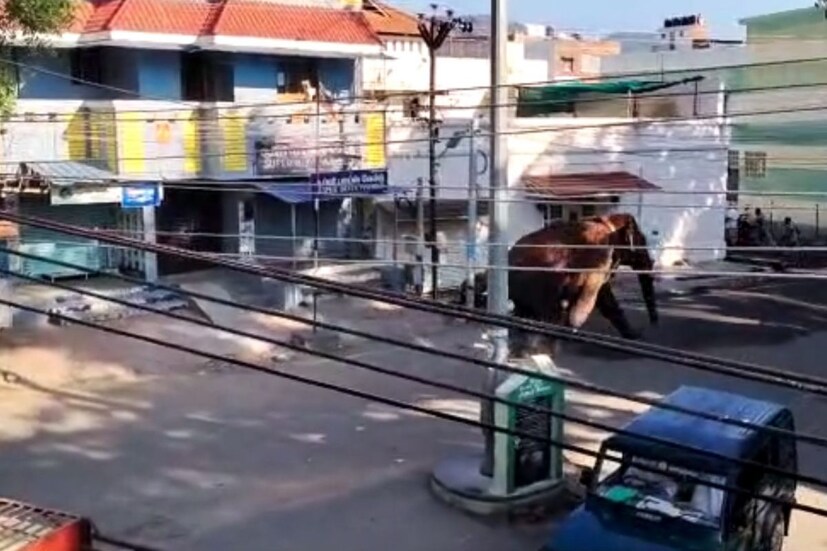  ആനയെ ഓടിക്കാന്‍ ശ്രമിക്കുന്നതിനിടെ ആന എടുത്തെറിഞ്ഞതിൽ മൂന്നു പേർക്ക് പരുക്കേറ്റെന്നാണ് വിവരം. ഇതിൽ ഒരാള‍ുടെ നില ഗുരുതരമാണ്. അരിക്കൊമ്പൻ കമ്പംമേട്ട് ഭാഗത്തേക്കാണു നീങ്ങുന്നത്. റോഡിന് സമാന്തരമായി തെങ്ങിന്‍തോപ്പുകളിലൂടെയാണ് ആനയുടെ നീക്കം. കമ്പത്തുനിന്ന് ചിന്നക്കനാലിലേക്ക് 88 കിലോമീറ്റര്‍ ദൂരമാണുള്ളത്. ആനയെ തിരികെ കാട്ടിലേക്ക് അയയ്ക്കാനുള്ള നടപടികൾ ഫലം കാണുന്നില്ല.