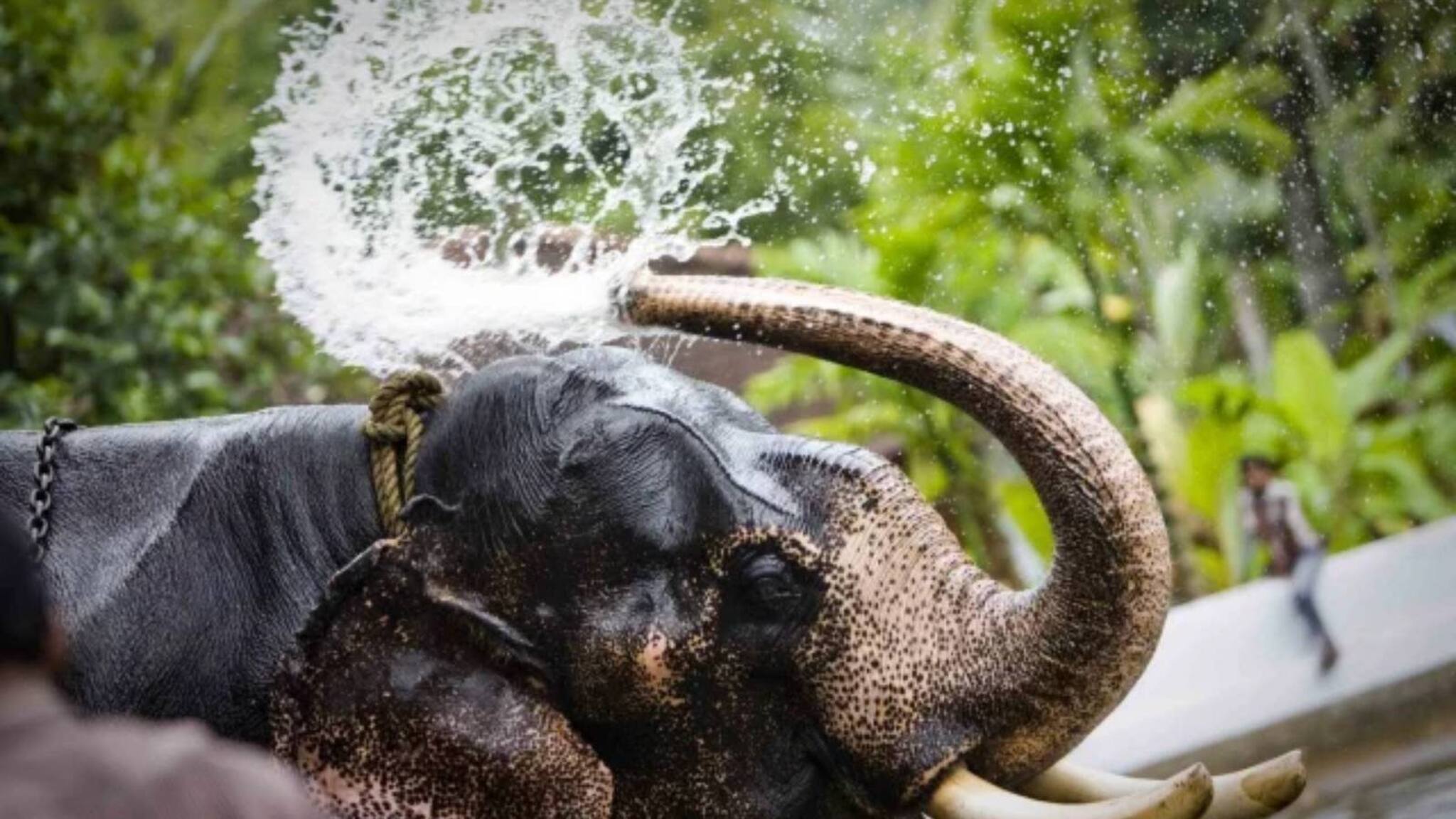 ഗുരുവായൂർ ദേവസ്വത്തിൽ 10 ആനപ്പാപ്പാന്മാരുടെ ഒഴിവിലേക്ക് 109 അപേക്ഷകർ!