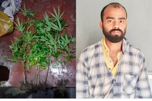 വീട്ടുമുറ്റത്ത് കഞ്ചാവ് ചെടികള്‍ നട്ടുവളര്‍ത്തി; കായംകുളത്ത് അതിഥി തൊഴിലാളി അറസ്റ്റില്‍