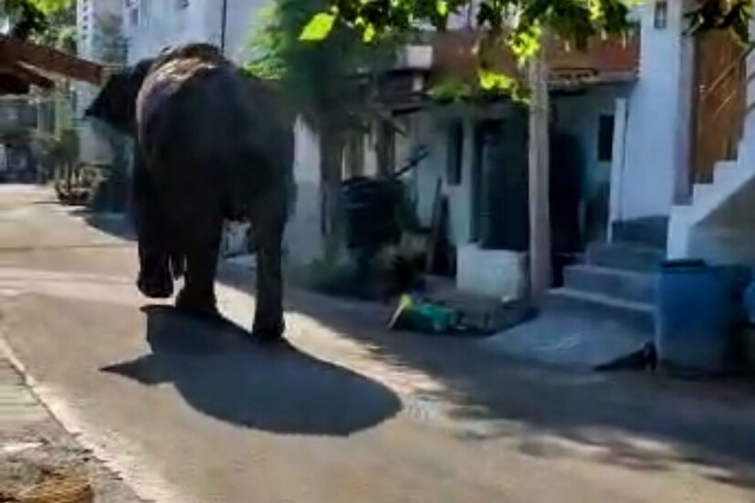 mission arikomban tamilnadu, Arikomban, arikkomban, cumbum, കമ്പം ടൗൺ, അരിക്കൊമ്പൻ, Arikkomban attack, ration shop attack, meghamala, tamil nadu ration shop, അരിക്കൊമ്പൻ ആക്രമണം, wild elephant arikomban, arikkomban kerala high court, അരിക്കൊമ്പൻ, കാട്ടാന അരിക്കൊമ്പൻ, ഇടുക്കി അരിക്കൊമ്പൻ, ഹൈക്കോടതി അരിക്കൊമ്പൻ, Idukki wild elephant arikkomban, Arikkomban attack at chinnakkanal, ചിന്നക്കനാല്‍, ചിന്നക്കനാലിൽ‌ ആക്രമണം, റേഷൻ കട ആക്രമിച്ചു