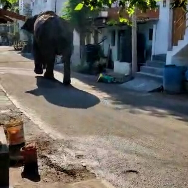  ഇന്നലെ വരെ ചിന്നക്കനാൽ മേഖലയിലേക്ക് അരിക്കൊമ്പൻ സഞ്ചരിക്കുന്നതായാണ് വ്യക്തമായിരുന്നത്. കൃഷി സ്ഥലങ്ങൾ ഏറെയുള്ള ഭാഗമാണ് കമ്പം. തമിഴ്നാട്, കേരള വനംവകുപ്പ് അധികൃതർ ആനയെ നിരീക്ഷിക്കുന്നു. ഇന്നലെ ഉച്ചയ്ക്കു ശേഷം തമിഴ്‌നാട് വനമേഖലയിലേക്ക് അരിക്കൊമ്പൻ കടന്നിരുന്നു.