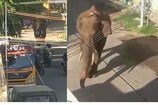 അരിക്കൊമ്പനെ തളയ്ക്കാൻ തമിഴ്നാട് മിഷൻ വൈകിട്ട് മൂന്നിന് തുടങ്ങും; മയക്കുവെടിവെച്ച് വനത്തിനുള്ളിലേക്ക് മാറ്റും
