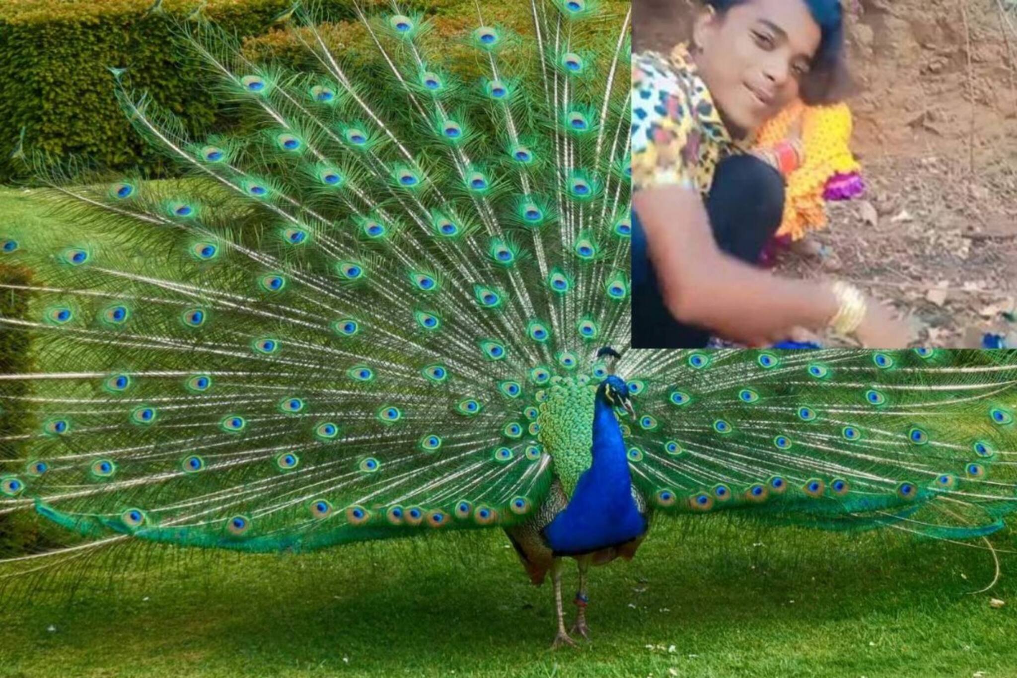 ജീവനുള്ള മയിലിന്റെ തൂവൽ പറിച്ചെടുത്ത് വീഡിയോ സമൂഹമാധ്യമത്തിൽ പങ്കുവെച്ചു; യുവാവ് ഒളിവിൽ