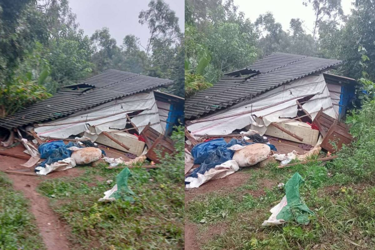 അരിക്കൊമ്പനെ കാട് മാറ്റിയ ശേഷം രണ്ടാം തവണയാണ് മേഖലയിൽ കാട്ടാന ആക്രമണം ഉണ്ടാകുന്നത്. 