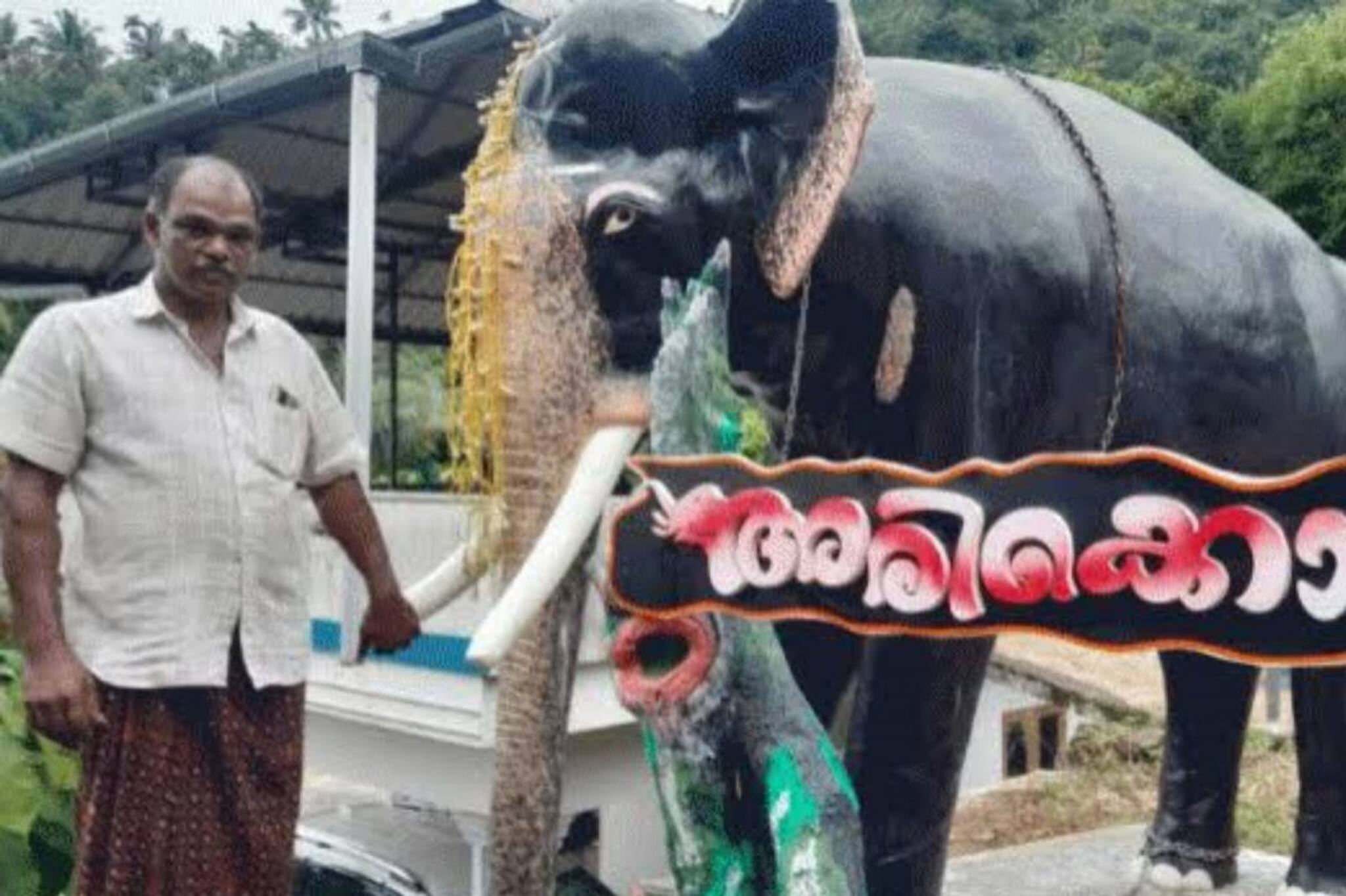 അരിക്കൊമ്പന് ഇടുക്കിയിൽ സ്മാരകം; എട്ടടി ഉയരമുള്ള പ്രതിമ നിർമിച്ചത് കഞ്ഞിക്കുഴിയിലെ വ്യാപാരി