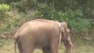 അരിക്കൊമ്പൻ (File Photo)