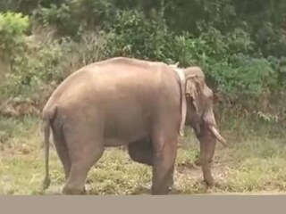 അരിക്കൊമ്പൻ (File Photo)