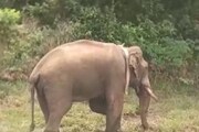 അരിക്കൊമ്പന് ഭാര്യയും കുട്ടികളുമുണ്ടോ? ദൗത്യസംഘത്തിലെ ഡോ. അരുണ്‍ സക്കറിയ പറയുന്നു