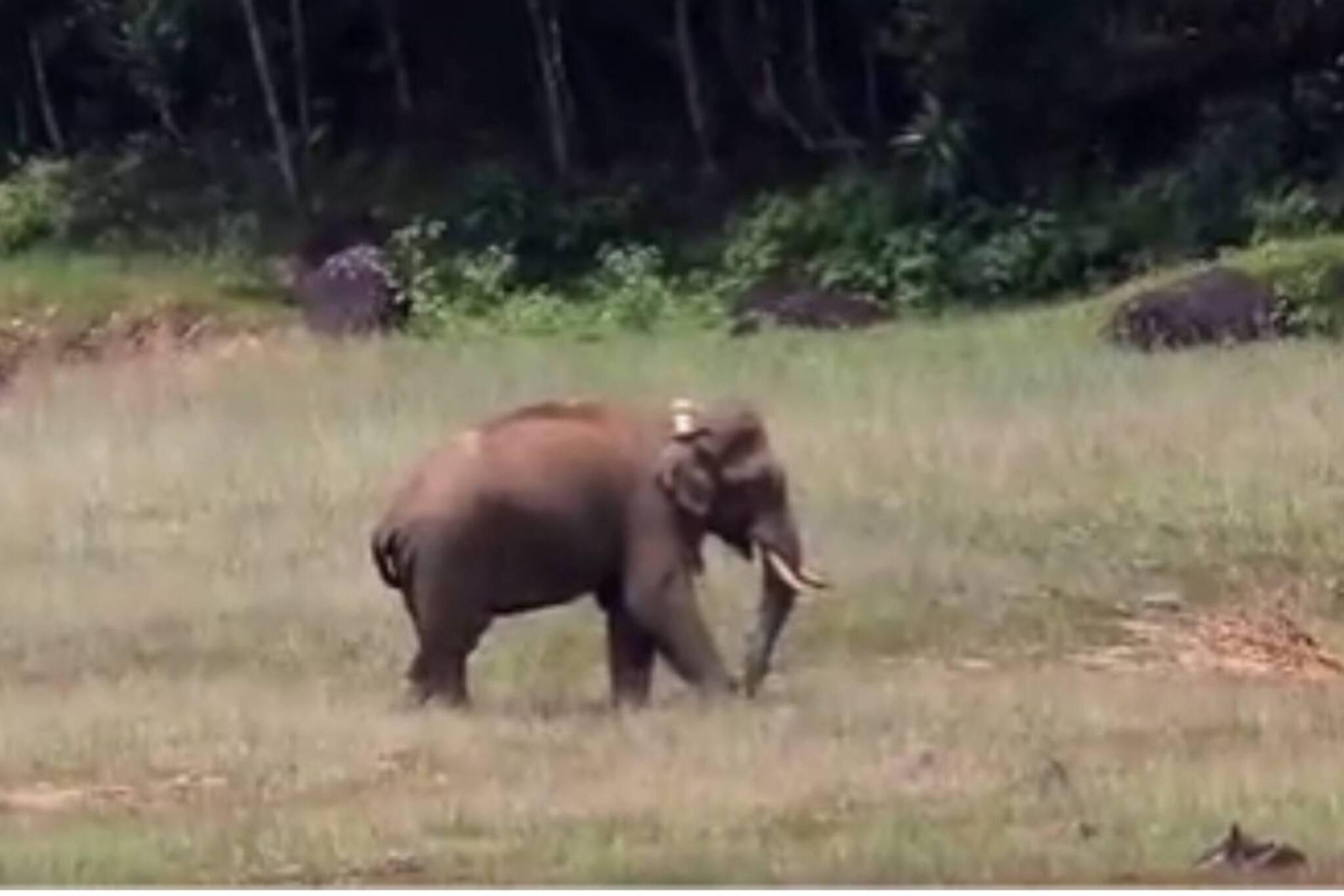 Arikomban| അരികൊമ്പൻ കോതയാറിൽ; മദപ്പാടിലെന്ന് തമിഴ്നാട് വനം വകുപ്പ്; ഒപ്പം 4 ആനകളും