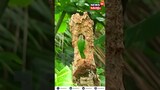 വെളുത്ത കവിളുള്ള ബാർബെറ്റ് എന്ന ചിന്നക്കുട്ടുറുവനും കൂടുകൂട്ടലും; മനോഹര ദൃശ്യങ്ങൾ