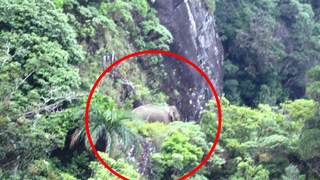 കന്യാകുമാരി കളക്ടര്‍ പുറത്തുവിട്ട അരിക്കൊമ്പന്‍റെ ചിത്രം