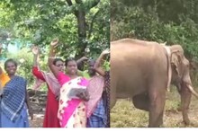 'അരിശിക്കൊമ്പനെ ഇങ്ക വേണ്ടാ;കേരളത്തുക്ക് കൊണ്ടുപോ; പ്രതിഷേധവുമായി പേച്ചിപ്പാറയിലെ ആദിവാസികൾ