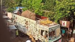 അരിക്കൊമ്പൻ 